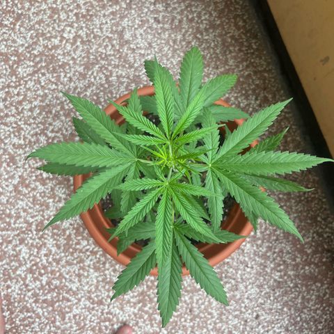 Cream  growlog timeline photo