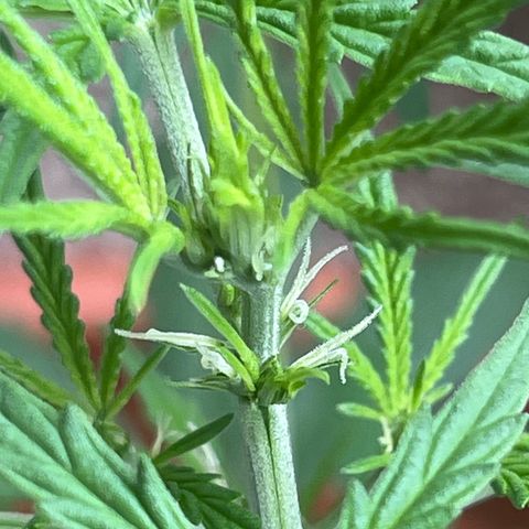 Cream  growlog timeline photo