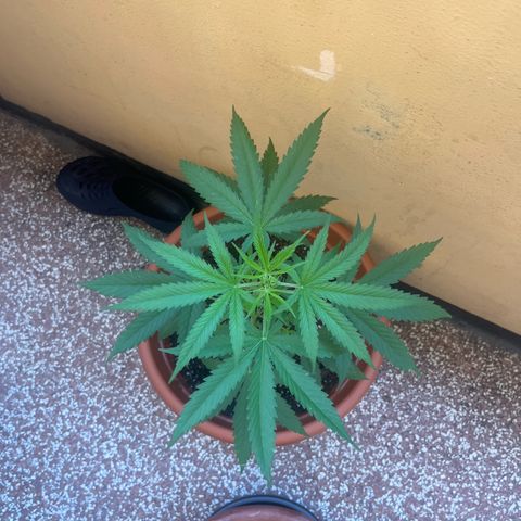 Cream  growlog timeline photo