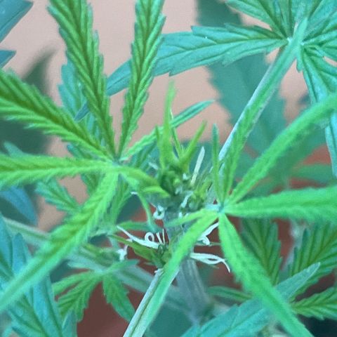 Cream  growlog timeline photo