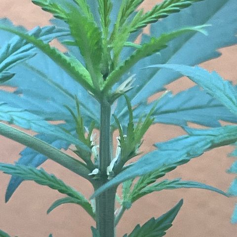 Cream  growlog timeline photo