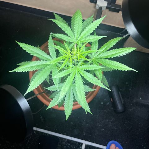 Cream  growlog timeline photo
