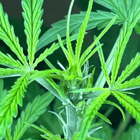 Cream  growlog timeline photo
