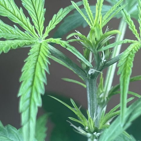 Cream  growlog timeline photo