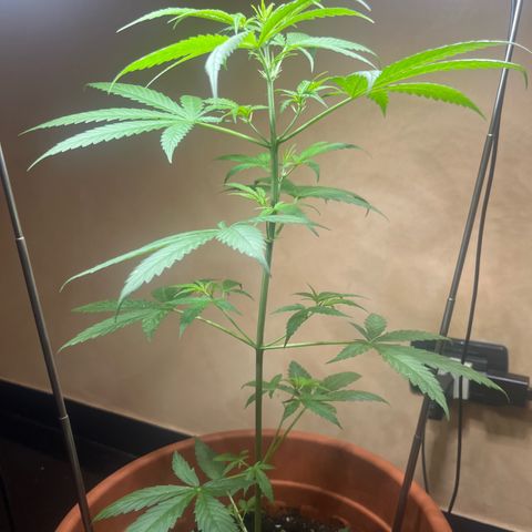 Cream  growlog timeline photo