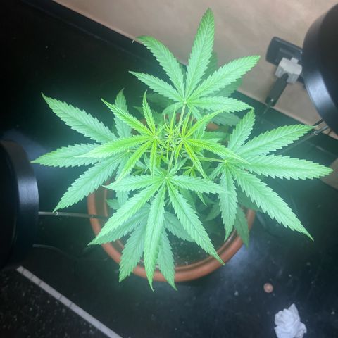 Cream  growlog timeline photo