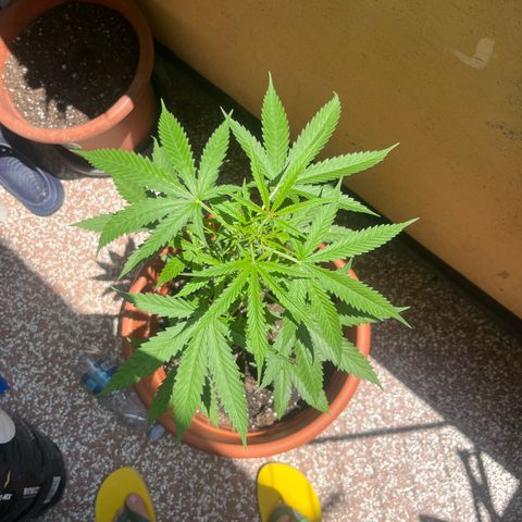 Cream  growlog timeline photo