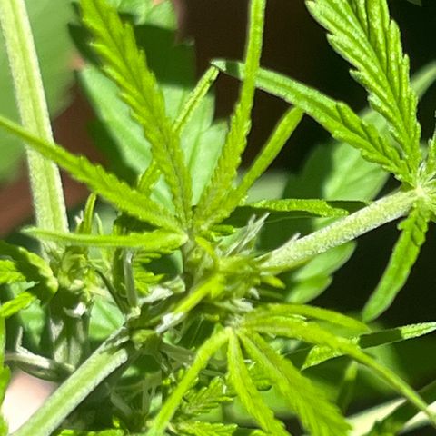 Cream  growlog timeline photo