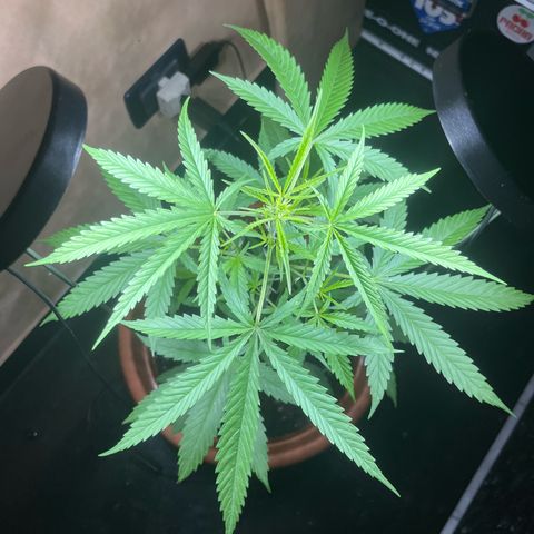 Cream  growlog timeline photo