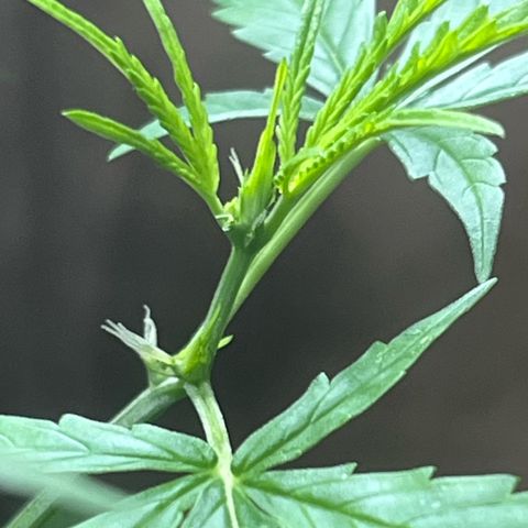 Cream  growlog timeline photo