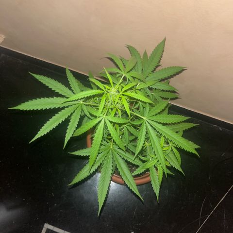 Cream  growlog timeline photo