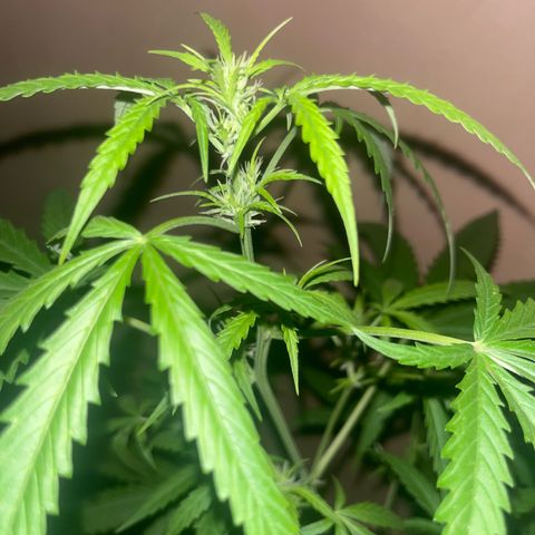 Cream  growlog timeline photo