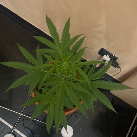 Cream  growlog timeline photo