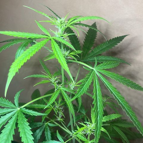 Cream  growlog timeline photo