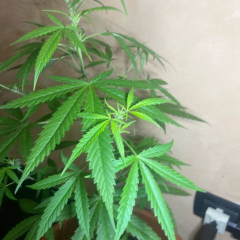 Cream  growlog timeline photo
