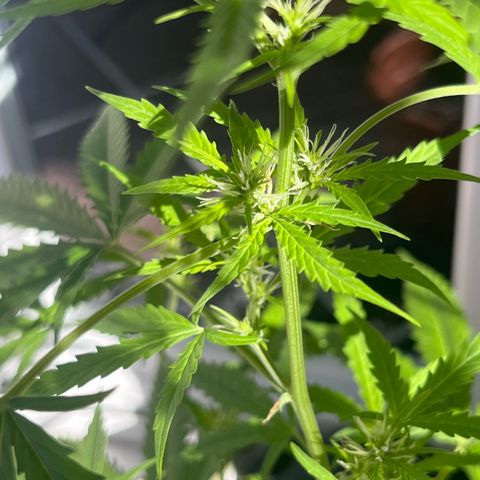 Cream  growlog timeline photo