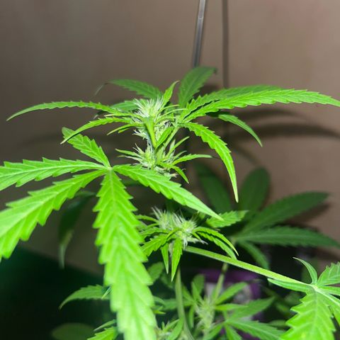 Cream  growlog timeline photo