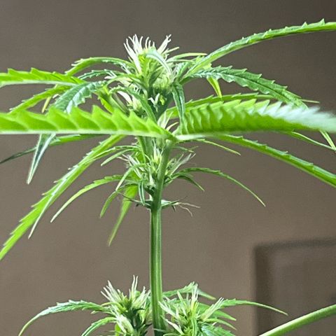 Cream  growlog timeline photo