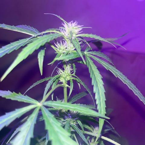 Cream  growlog timeline photo