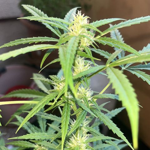 Cream  growlog timeline photo