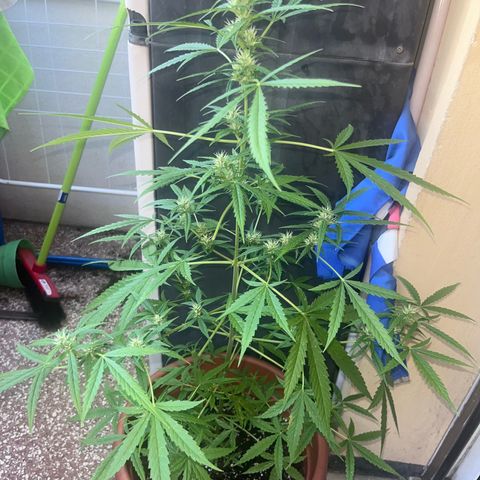 Cream  growlog timeline photo