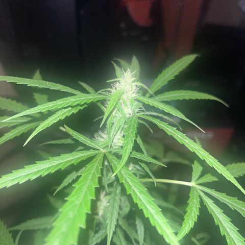 Cream  growlog timeline photo