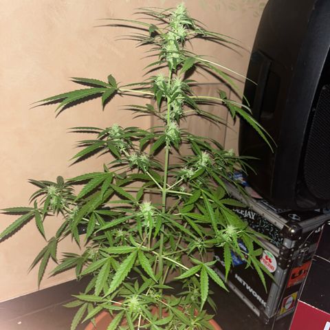 Cream  growlog timeline photo