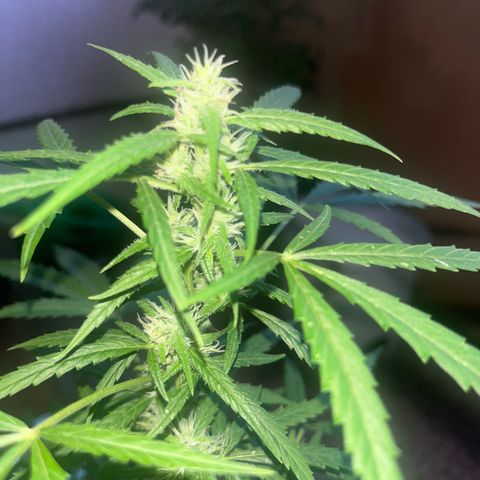 Cream  growlog timeline photo