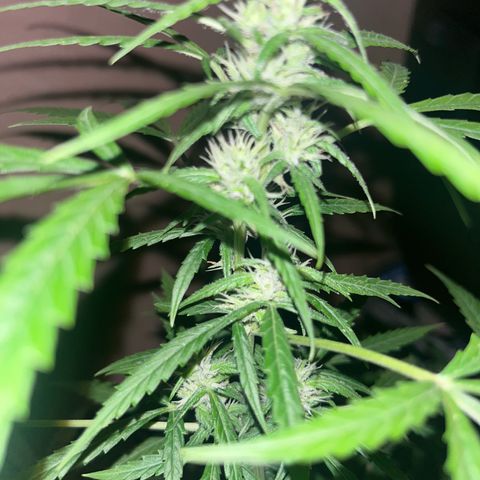 Cream  growlog timeline photo