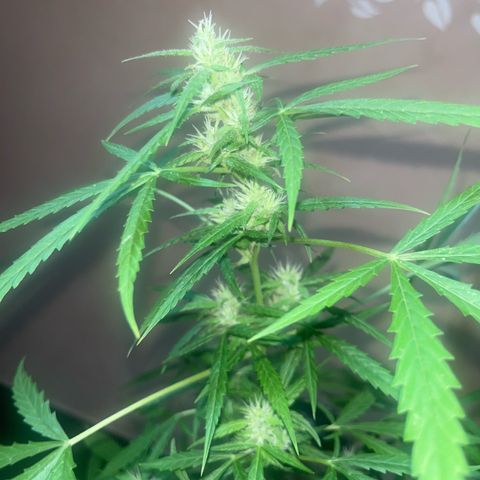 Cream  growlog timeline photo