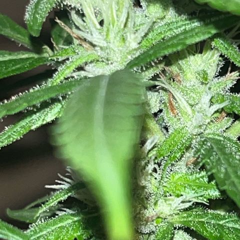 Cream  growlog timeline photo