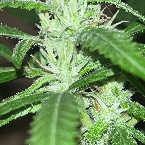 Cream  growlog timeline photo