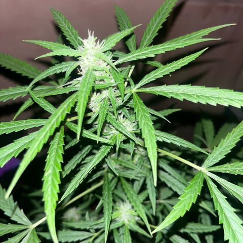 Cream  growlog timeline photo