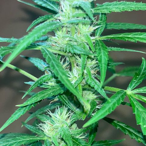 Cream  growlog timeline photo