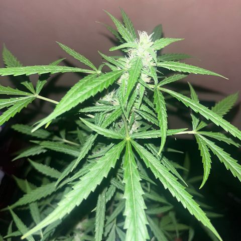 Cream  growlog timeline photo