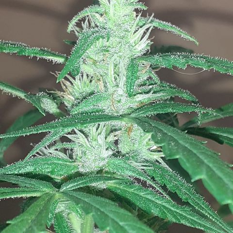 Cream  growlog timeline photo