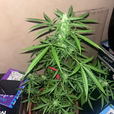 Cream  growlog photo: Molti pistilli sono arancioni