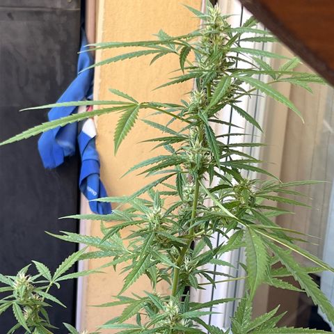 Cream  growlog timeline photo