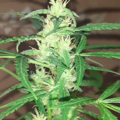 Cream  growlog timeline photo