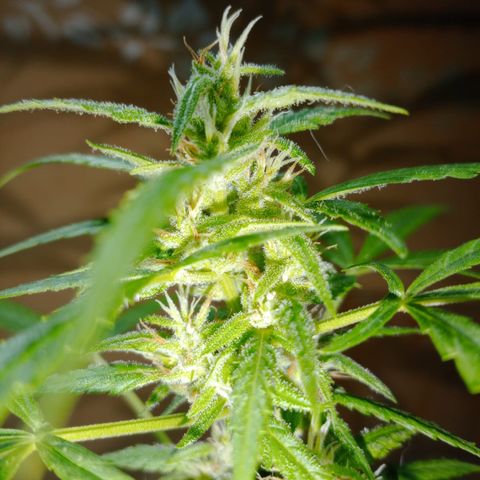 Cream  growlog timeline photo