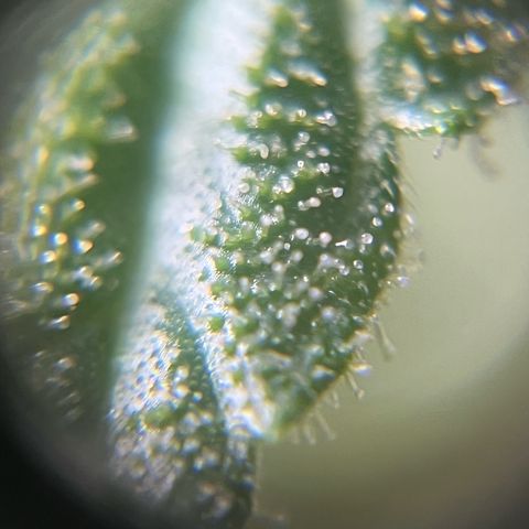 Cream  growlog timeline photo