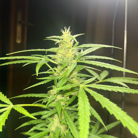 Cream  growlog timeline photo