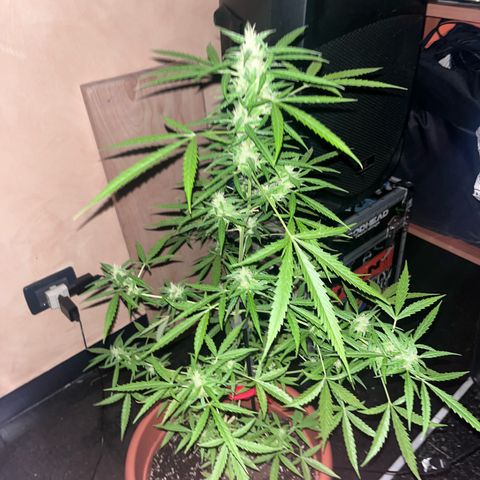Cream  growlog timeline photo