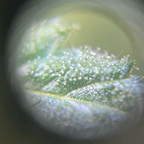 Cream  growlog timeline photo