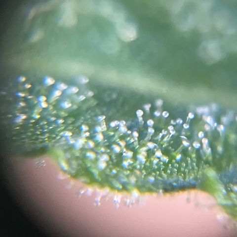 Cream  growlog timeline photo