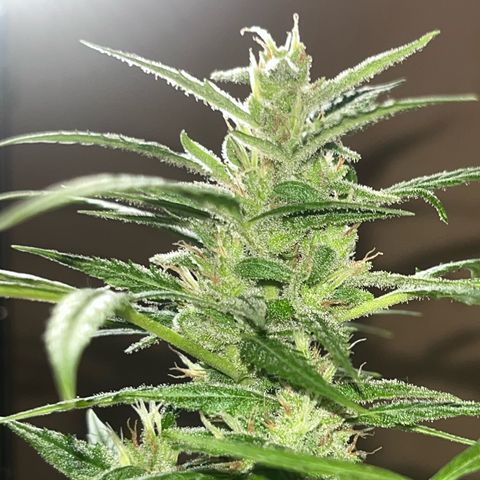 Cream  growlog timeline photo