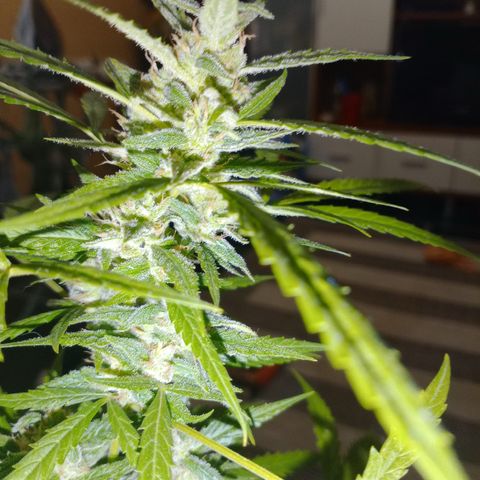 Cream  growlog timeline photo