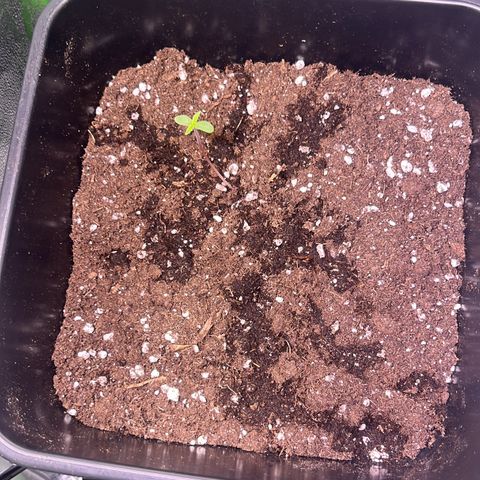 Purple Lemonade auto growlog timeline photo