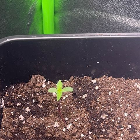 Purple Lemonade auto growlog timeline photo