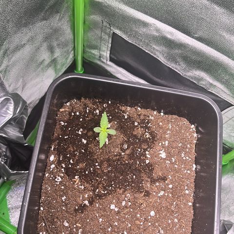 Purple Lemonade auto growlog timeline photo